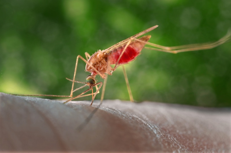 Malaria Parasite 